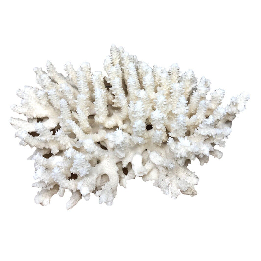 Vintage Natural White Branch Brush Coral | Large & Heavy (1315g) | Coastal Decor